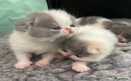Exotic cats for sale: 🔥GCCF EXOTIC KITTENS READY DECEMBER  **  - Image 9