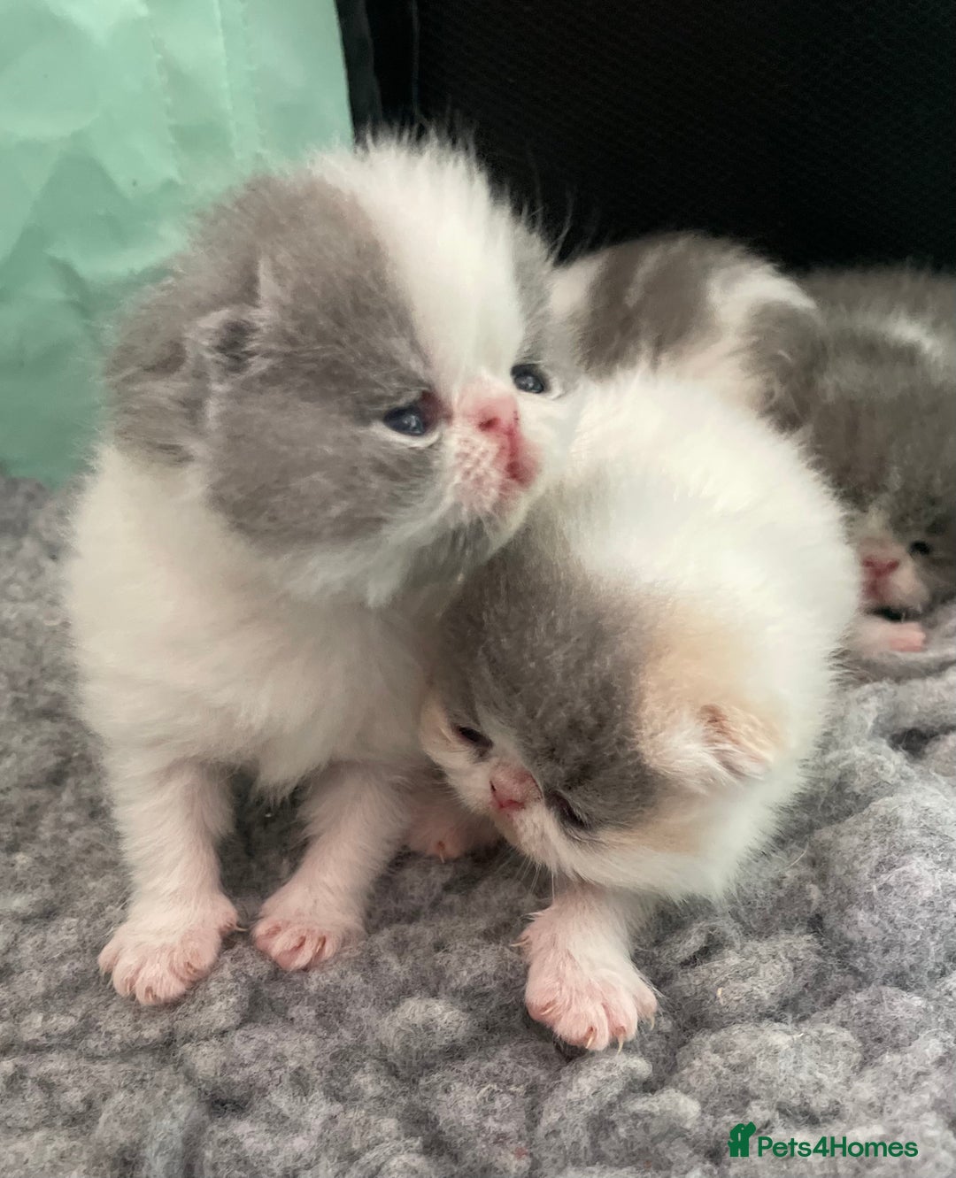 Exotic cats for sale: 🔥GCCF EXOTIC KITTENS READY DECEMBER  **  - Image 9