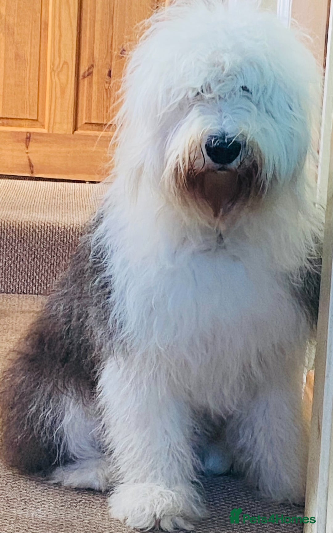 Old English Sheepdog dogs for sale: Old English Sheepdog pups due September  - Image 8