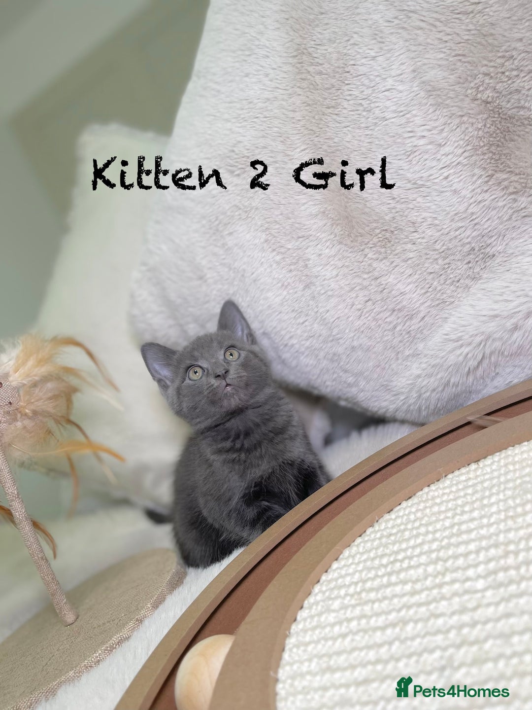 Mixed Breed cats for sale: Stunning kittens ready now  - Advert 7