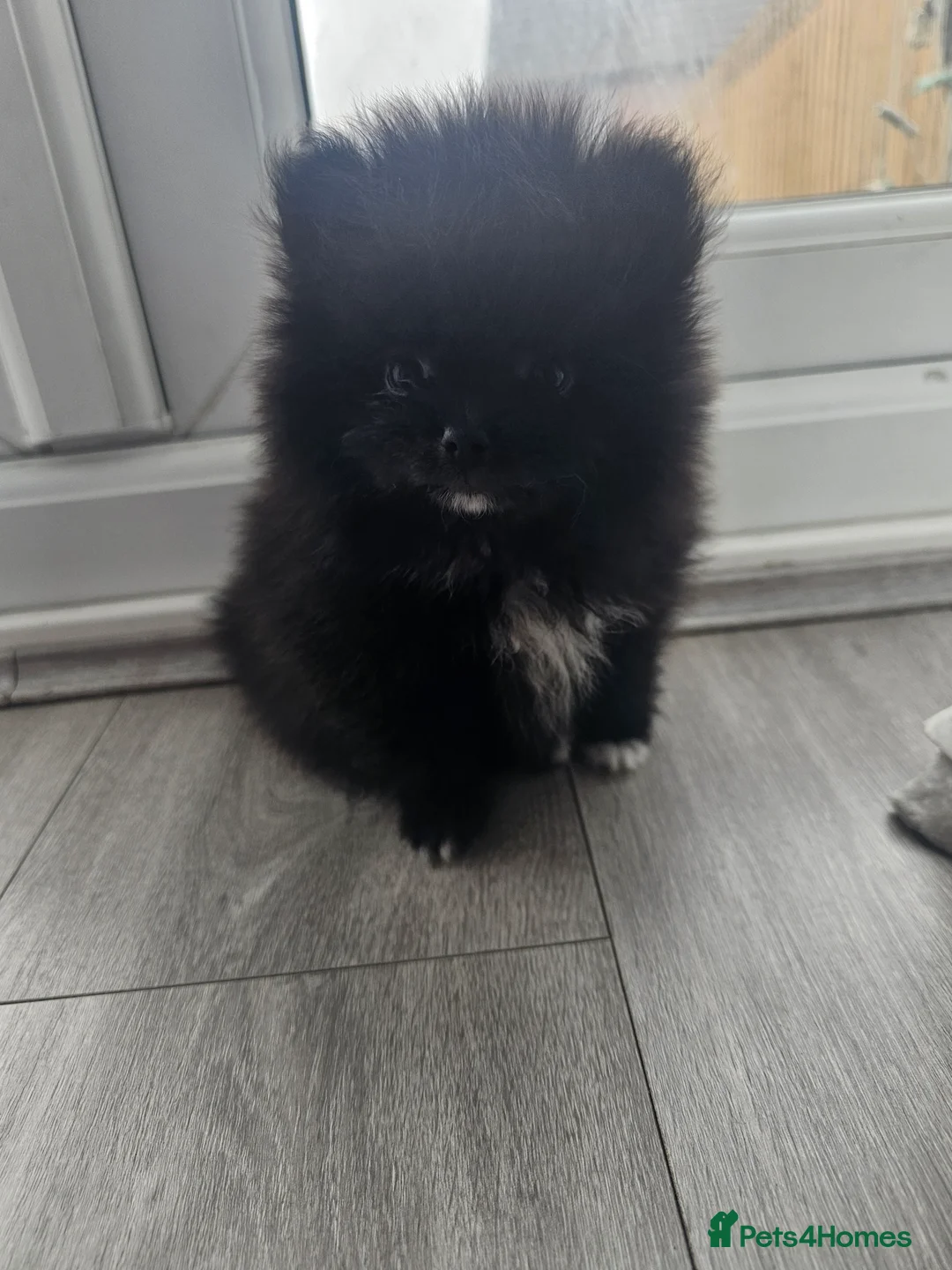 Pomeranian dogs for sale: Tri-Parti Chocolate and White KC Reg & black&white in Doncaster - Advert 2