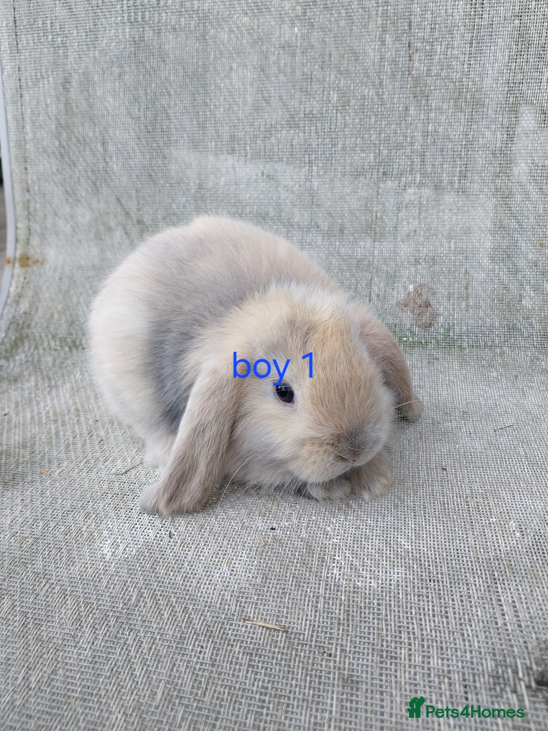 Mini Lop rabbits for sale: Mini lops for sale  - Image 1