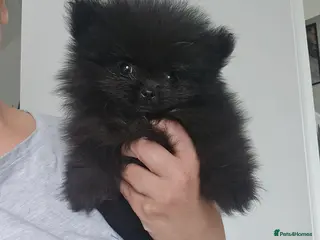 Pomeranian dogs Pomeranian male puppies - Teddy bear - Advert 9