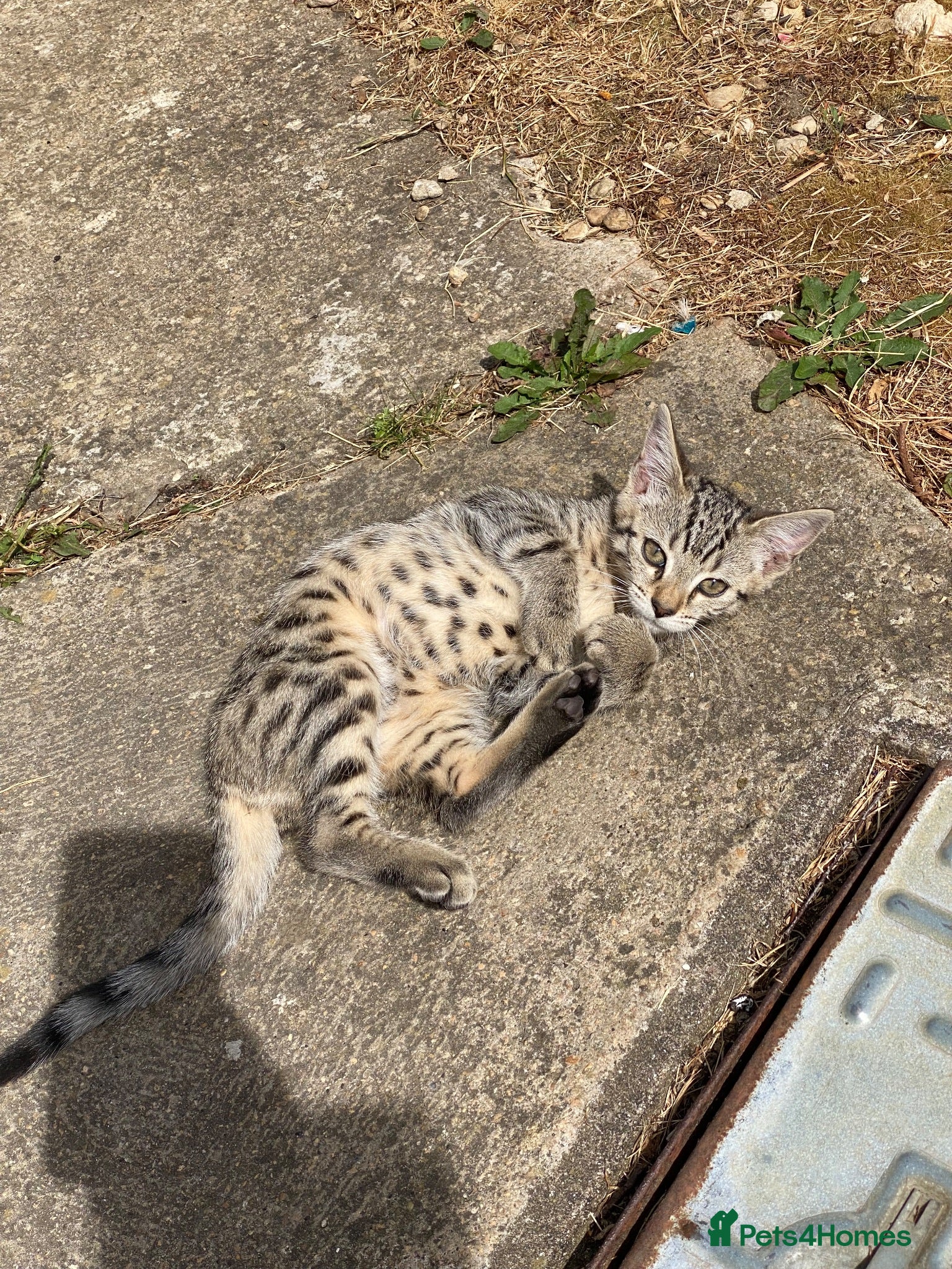 Bengal cats Bengal x kitten ready for new home - Advert 12