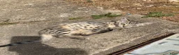 Bengal cats for sale: Bengal x kitten ready for new home in Swindon - Advert 4