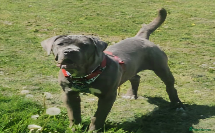 Mixed Breed dogs - Advert 12