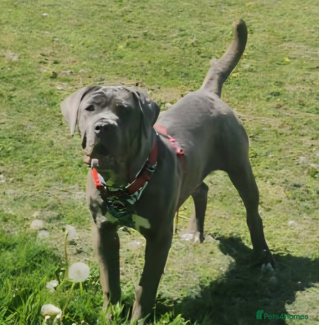 Mixed Breed dogs for sale: Niya 9 month old neopolitan mastiff x cano corsa  - Image 1
