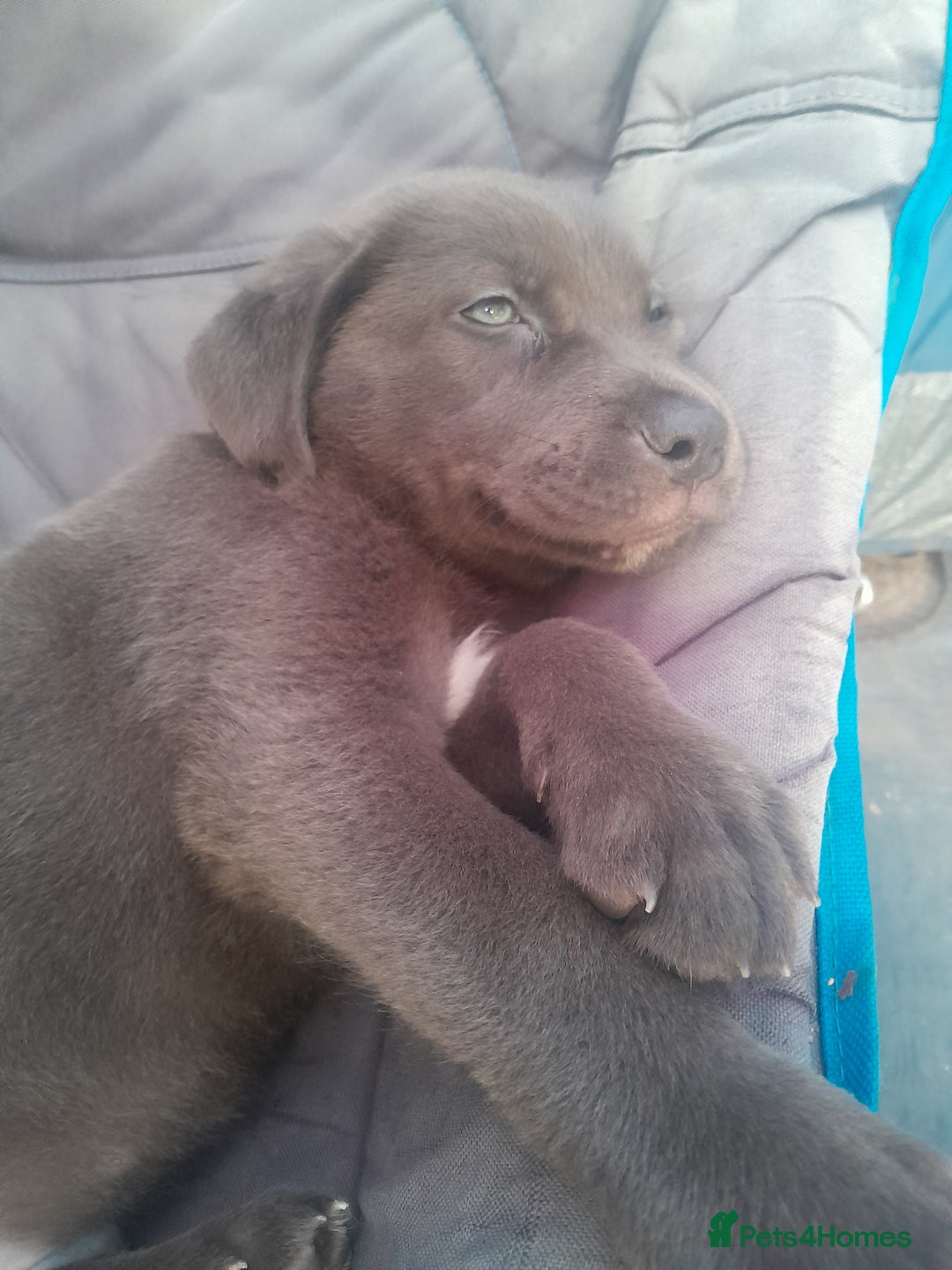 Mastiff dogs for sale: Serbian defense dogs  - Image 11