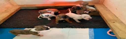 Boxer dogs for sale: Beautiful litter of boxer Babies  - Advert 3