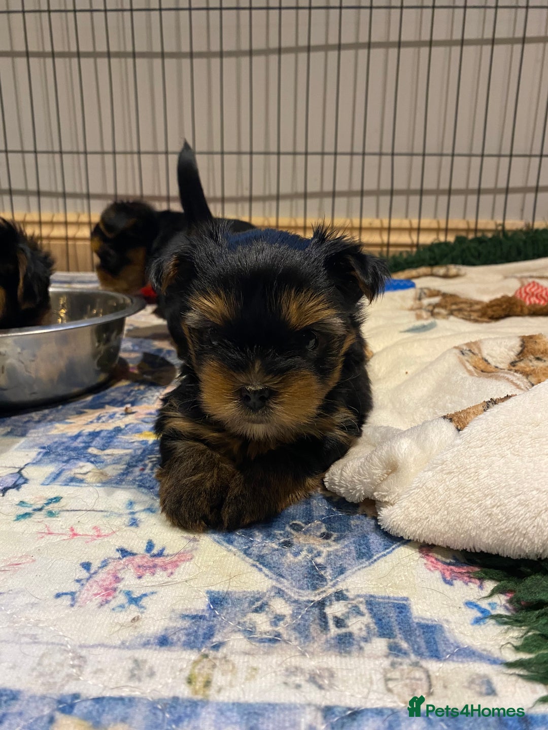 Yorkshire Terrier dogs for sale: KC Registered Yorkshire Terrier Puppies  - Advert 3