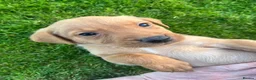 Labrador Retriever dogs for sale: Labrador Puppies - Advert 6