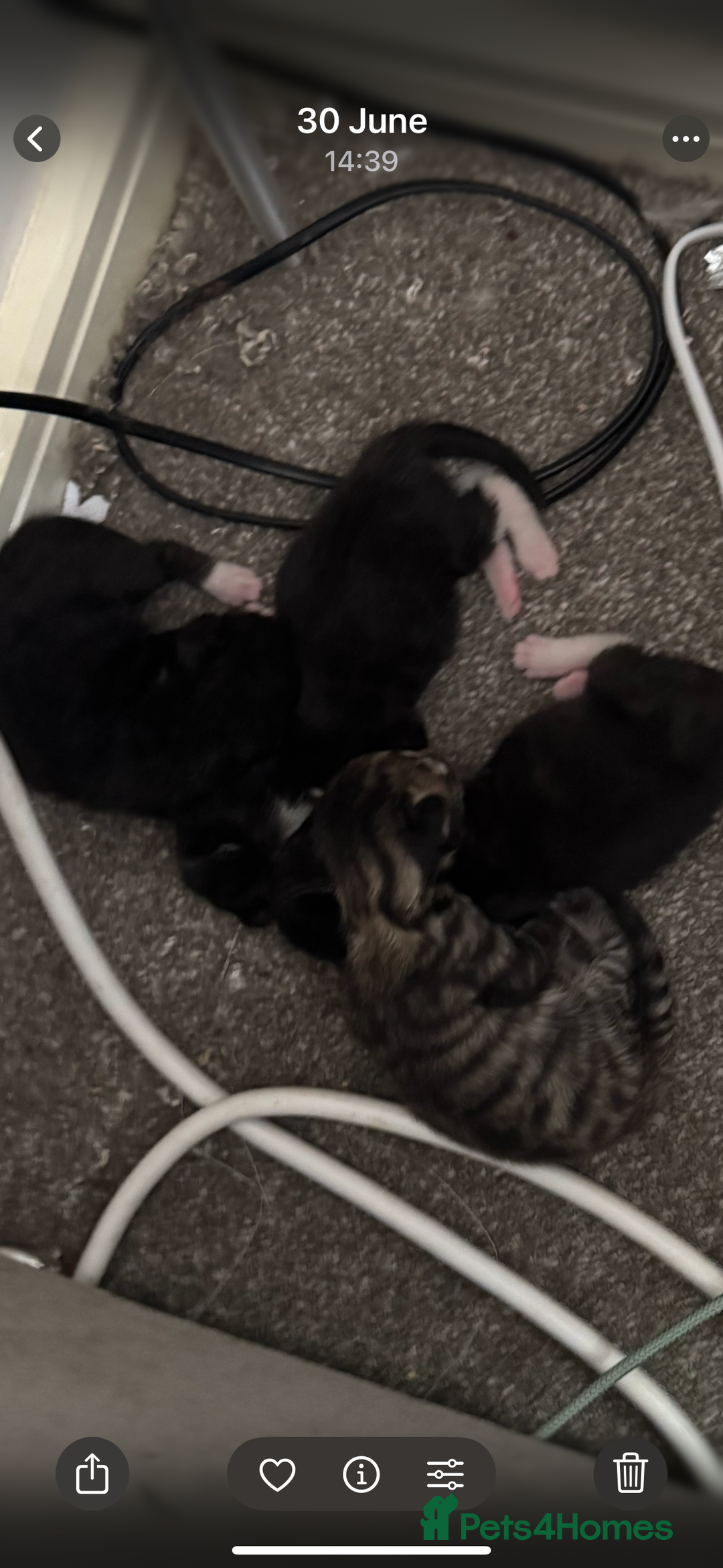 Mixed Breed cats for sale: 3x tuxedo 1x all black kittens - Image 34