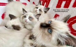 Ragdoll cats for sale: 🐾Stunning Ragdoll Kittens🧬DNA🏆ChampParents🐾 - Image 7