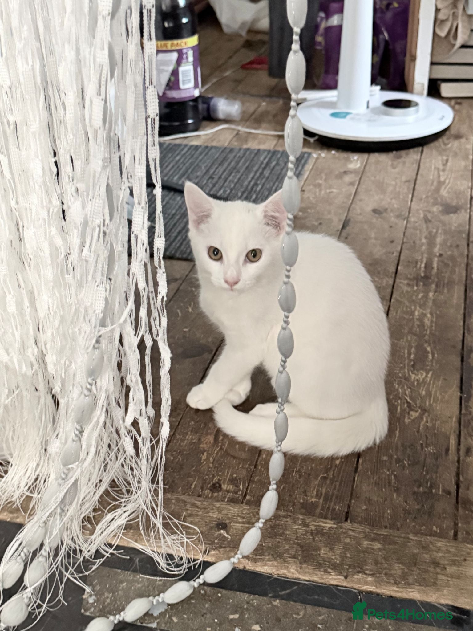 Mixed Breed cats Mixed breed white kitten, must leave immediately  - Advert 2