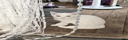 Mixed Breed cats for sale: Mixed breed white kitten, must leave immediately  - Advert 1
