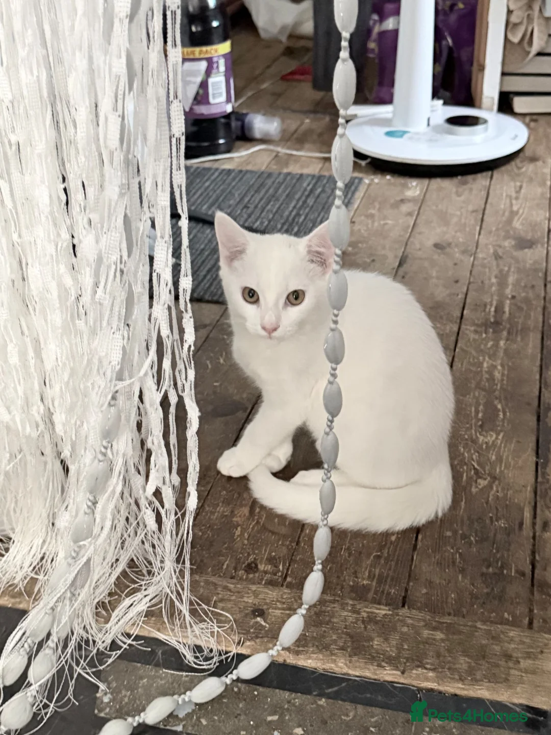 Mixed Breed cats for sale: Mixed breed white kitten, must leave immediately  - Advert 1