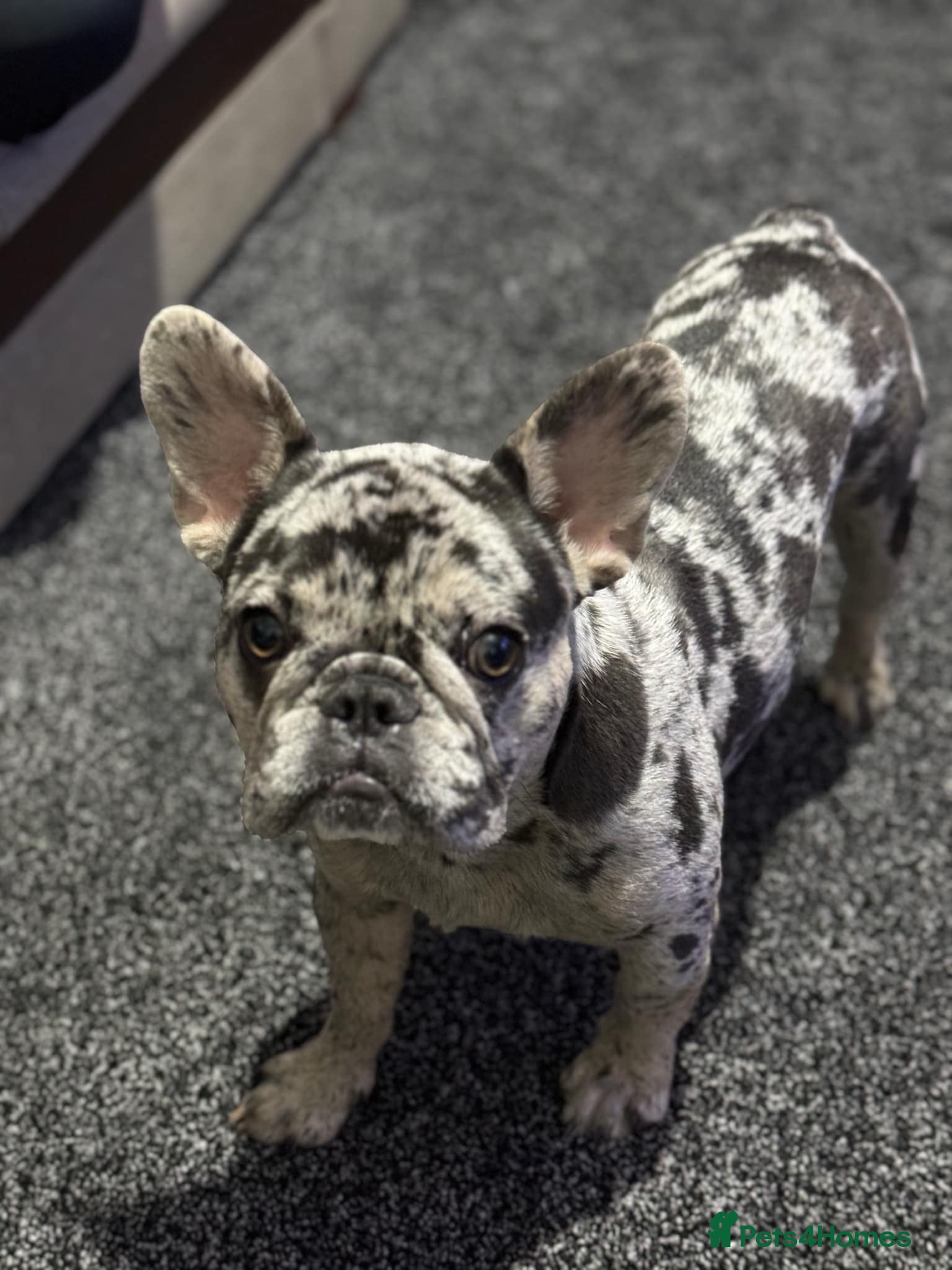 French Bulldog dogs 🐾 STUD AVAILABLE – Blue Merle French Bulldog - Advert 15