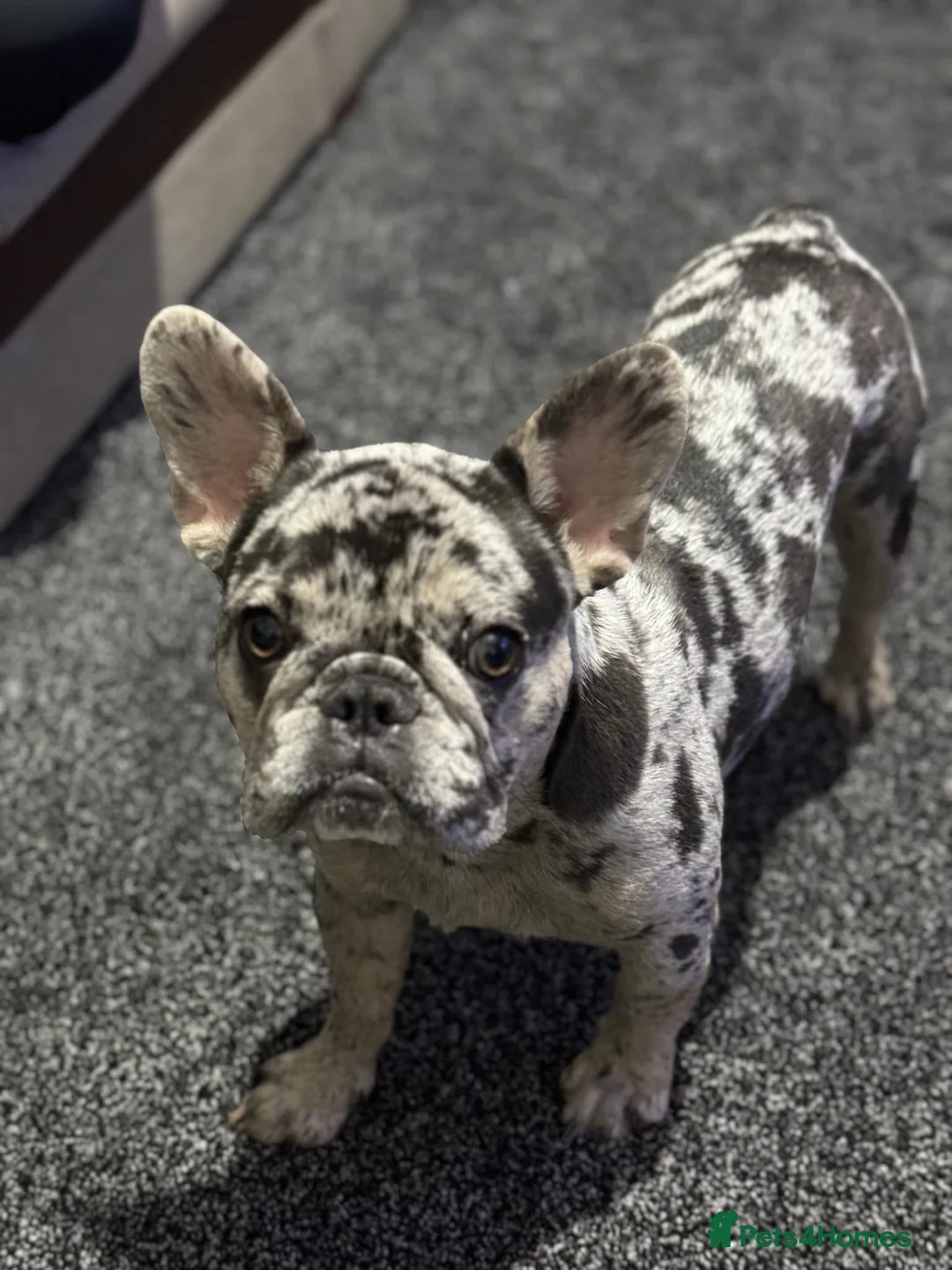 French Bulldog dogs for stud: 🐾 STUD AVAILABLE – Blue Merle French Bulldog in Northampton - Advert 1