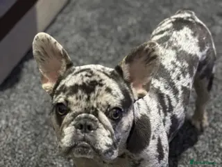 French Bulldog dogs 🐾 STUD AVAILABLE – Blue Merle French Bulldog - Advert 17
