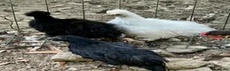 Chickens poultry for sale: Chicks, chickens, hatching eggs silkies Aracuanas - Advert 8