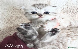 British Shorthair cats for sale: Beautiful silver British shorthair kittens - Image 1