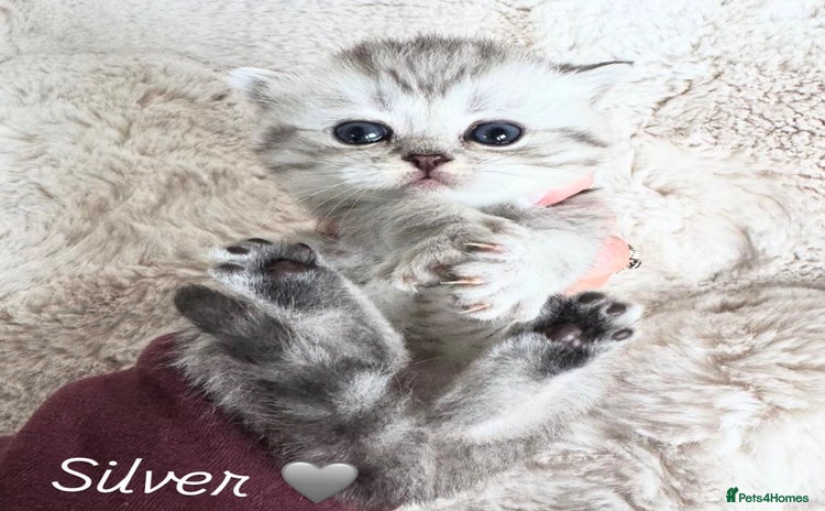 British Shorthair cats - Advert 1