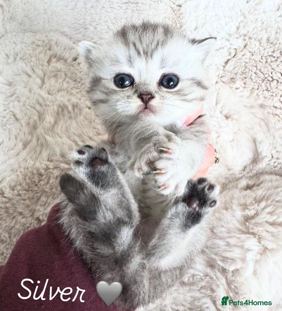 British Shorthair cats for sale: Beautiful silver British shorthair kittens - Image 1