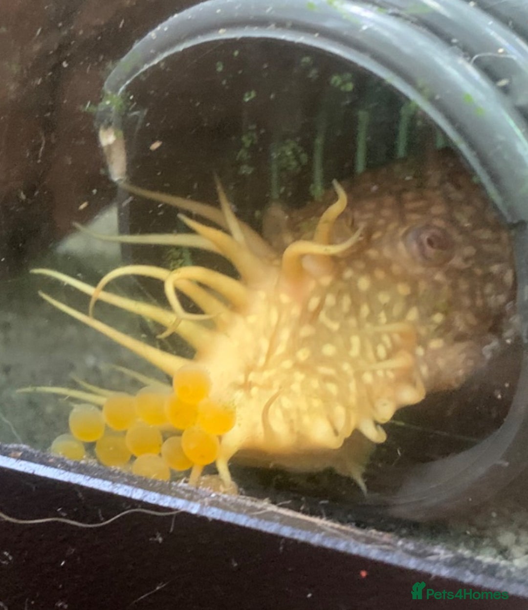 Plecos fish for sale: Bristle nose pleco juvenile  - Image 6