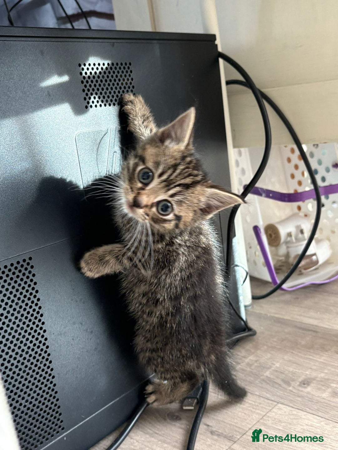 Mixed Breed cats for sale: 5 microchipped 8 week old kittens - Advert 9