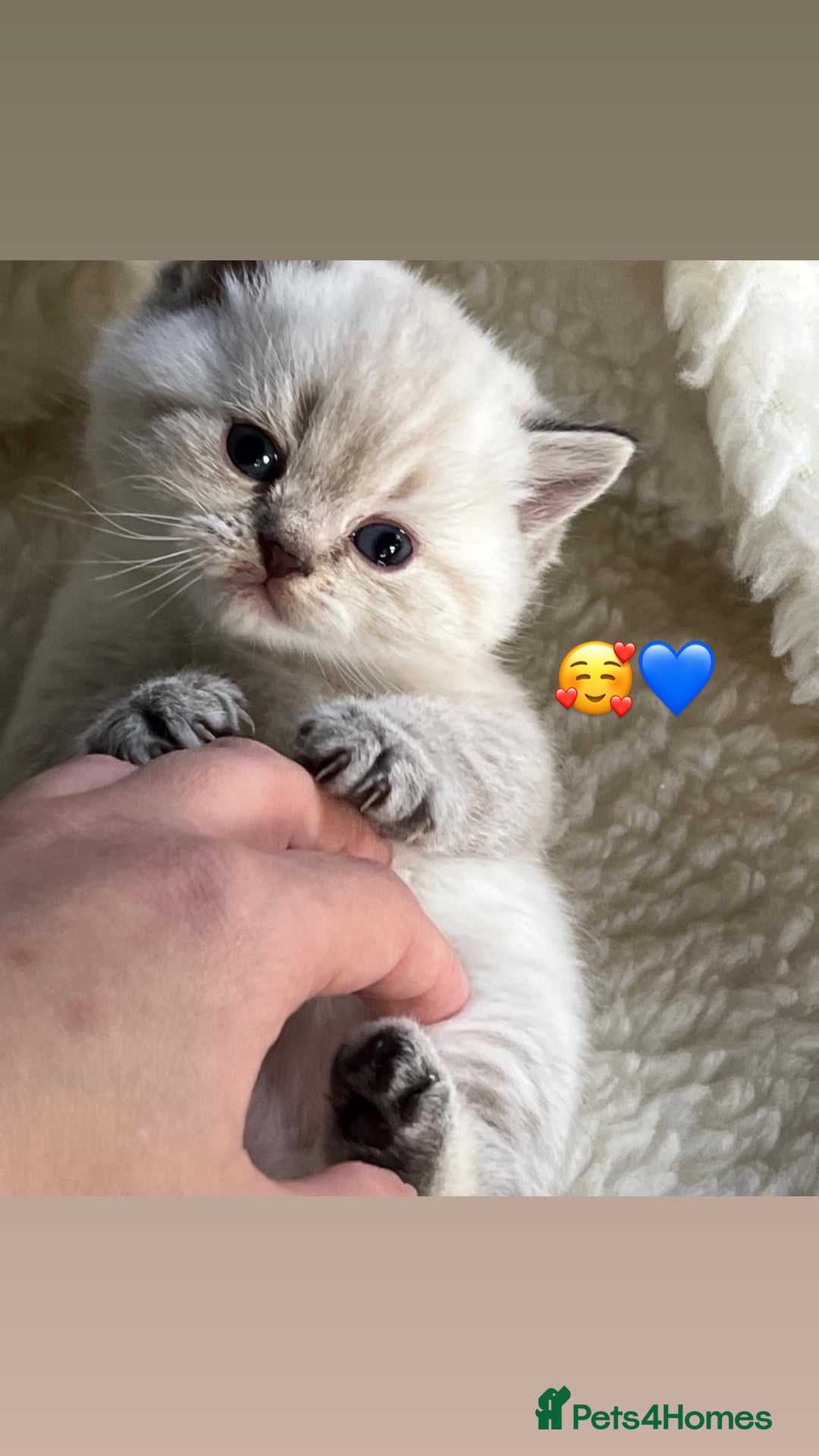 British Shorthair cats for sale: Beautiful white/silver British shorthair kittens - Advert 2