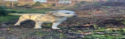 Labrador Retriever dogs for sale: Beautiful Pure Labrador with dna tests - Advert 11