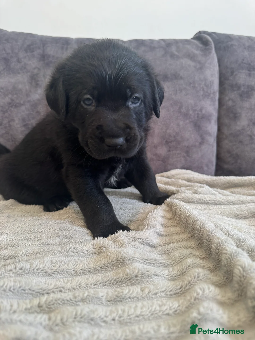 Labrador Retriever dogs for sale: KC Registered Black Chunky Labradors  - Advert 3