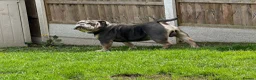Olde English Bulldogge dogs for stud: 🔥OLDE ENGLISH BULLDOGGE STUD🔥 - Advert 4