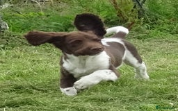 English Springer Spaniel dogs for sale: Two Gorgeous Boy English Springer Spaniel Puppies  - Image 33