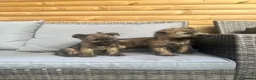 Cairn Terrier dogs for sale: Cairn terrier puppy’s  - Advert 11