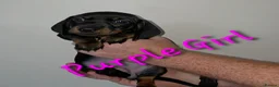Miniature Dachshund dogs for sale: LAST PUP! Miniature Dachshund Puppies 🐶🐾 - Advert 9
