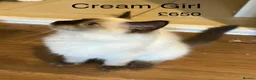Ragdoll cats for sale: 💖Fabulous Pure Ragdoll Kittens Waiting for Love❤️ - Advert 14