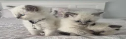 Ragdoll cats for sale: 🐾💙 6 Beautiful Blue-Eyed Ragdoll ned Homes! 💙💷 in Wishaw - Advert 3