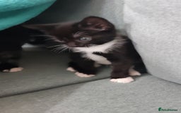 Mixed Breed cats for sale: Adorable kittens  - Image 17