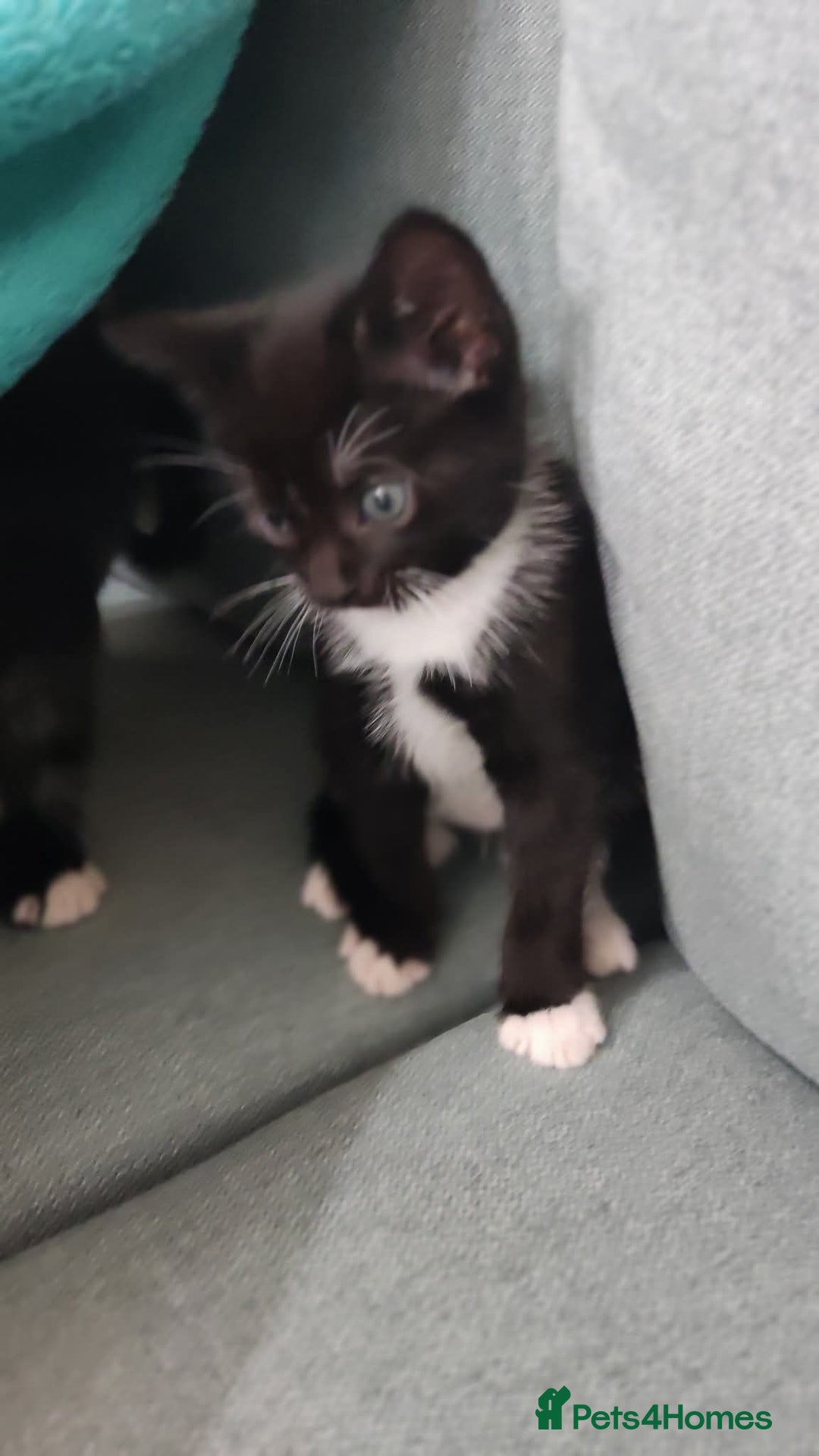 Mixed Breed cats for sale: Adorable kittens  - Image 17