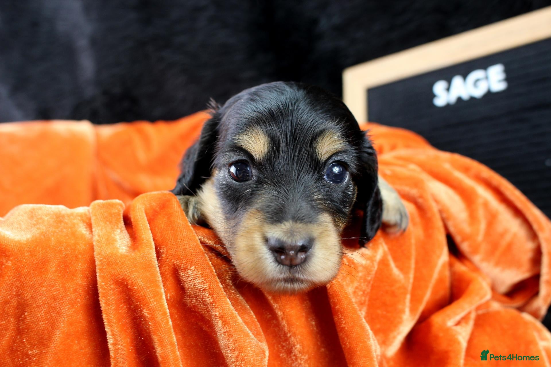 Miniature Dachshund dogs for sale: 🌟Black & Cream PRA Clear KC reg Dec 26🌟 - Advert 1