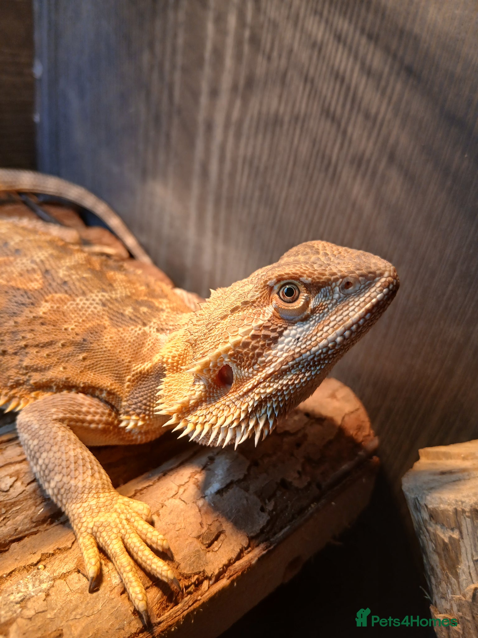 Bearded Dragon reptiles Male Bearded Dragon - Advert 9