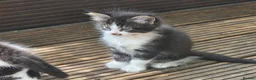 Mixed Breed cats for sale: Cute kittens for sale (NEED GONE ASAP) - Advert 11