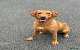 Labrador Retriever dogs for sale: Beautiful Fox Red Labrador Puppies – Family Raised - Image 8