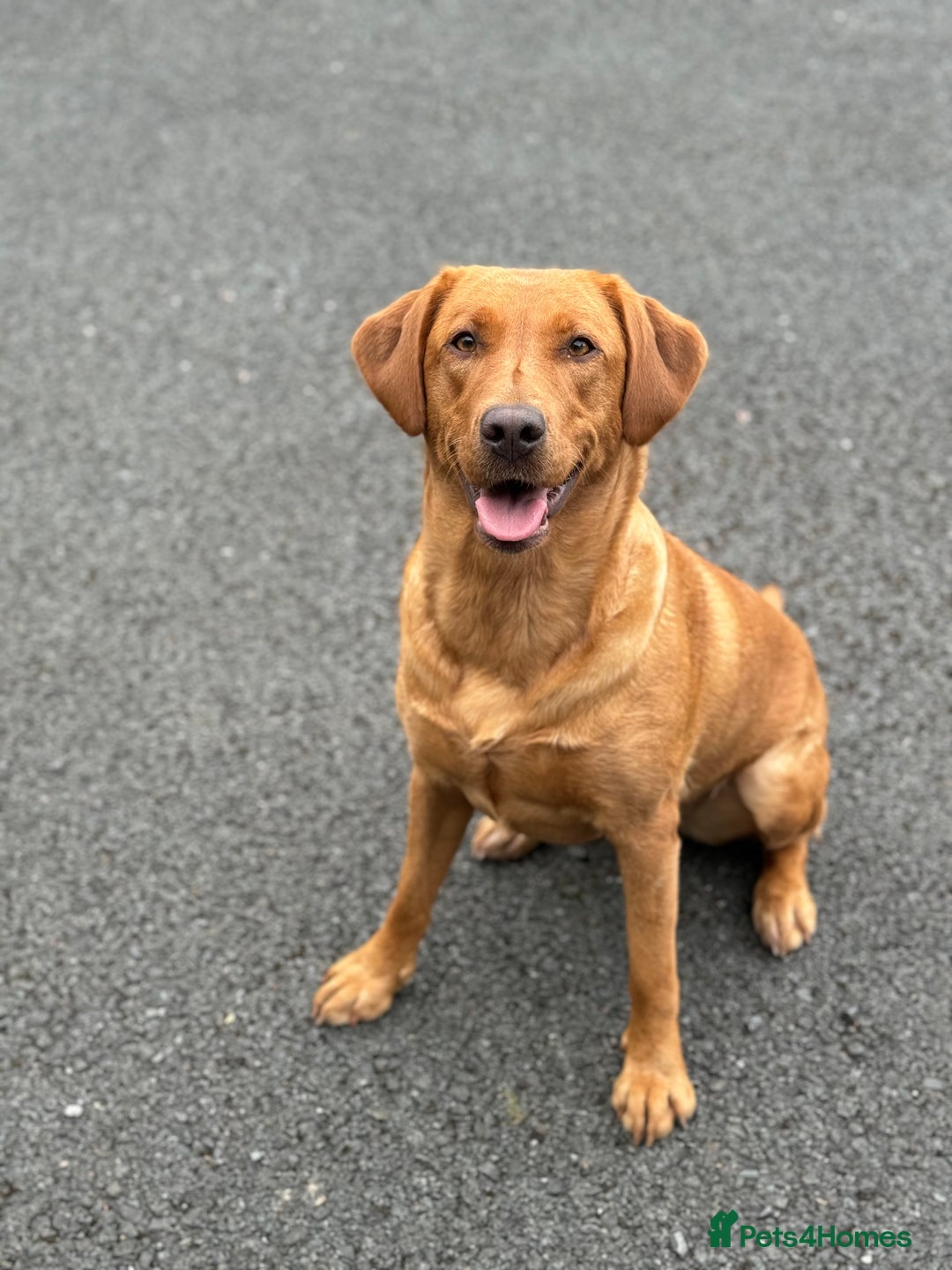 Labrador Retriever dogs for sale: Beautiful Fox Red Labrador Puppies – Family Raised - Image 8