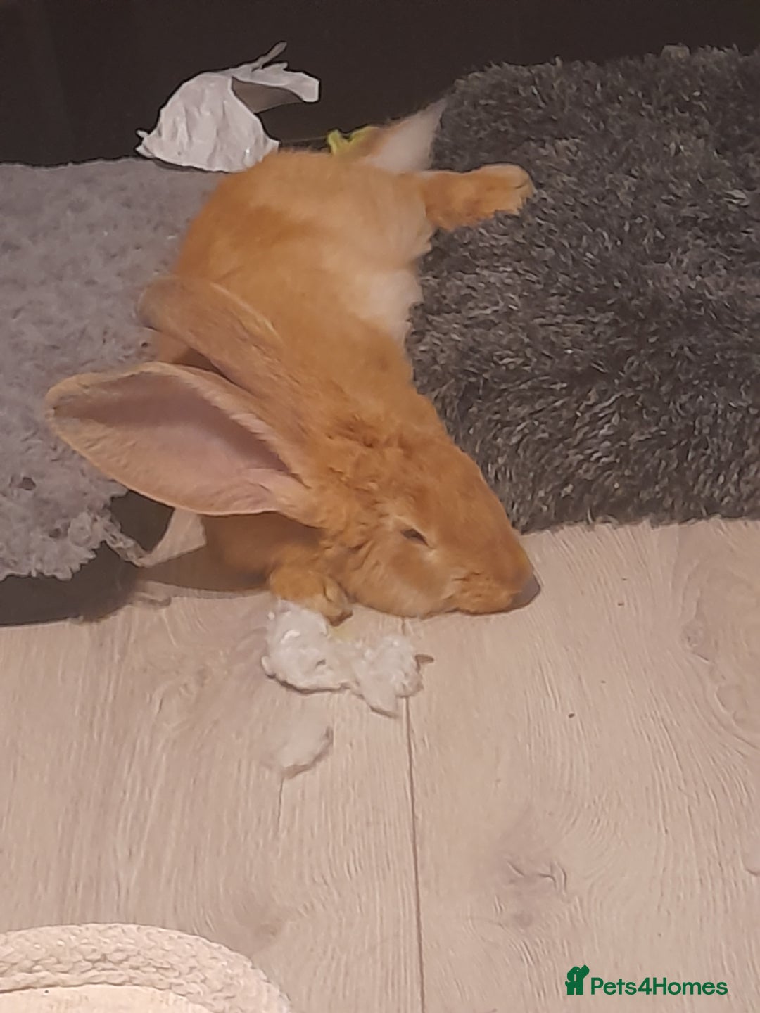 Continental Giant rabbits for sale: Continental rabbit  - Advert 6