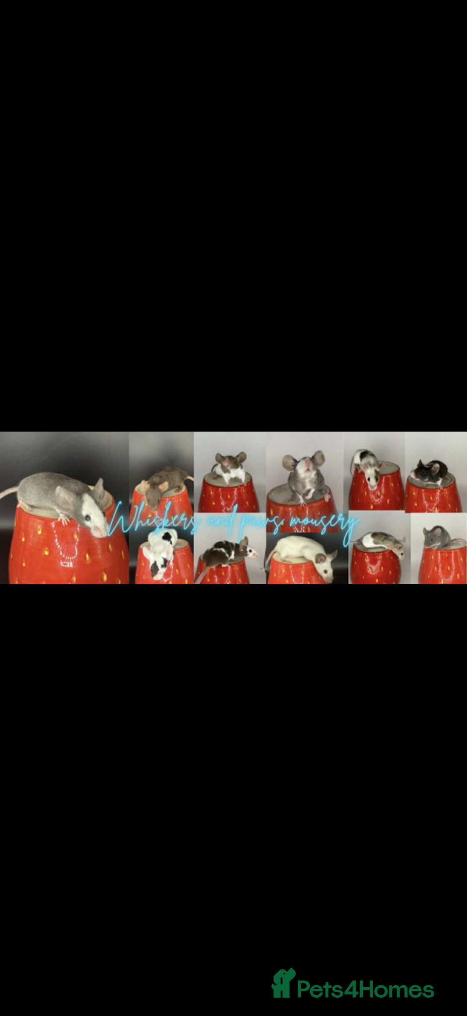 Mouse rodents females to reserve  - Advert 6