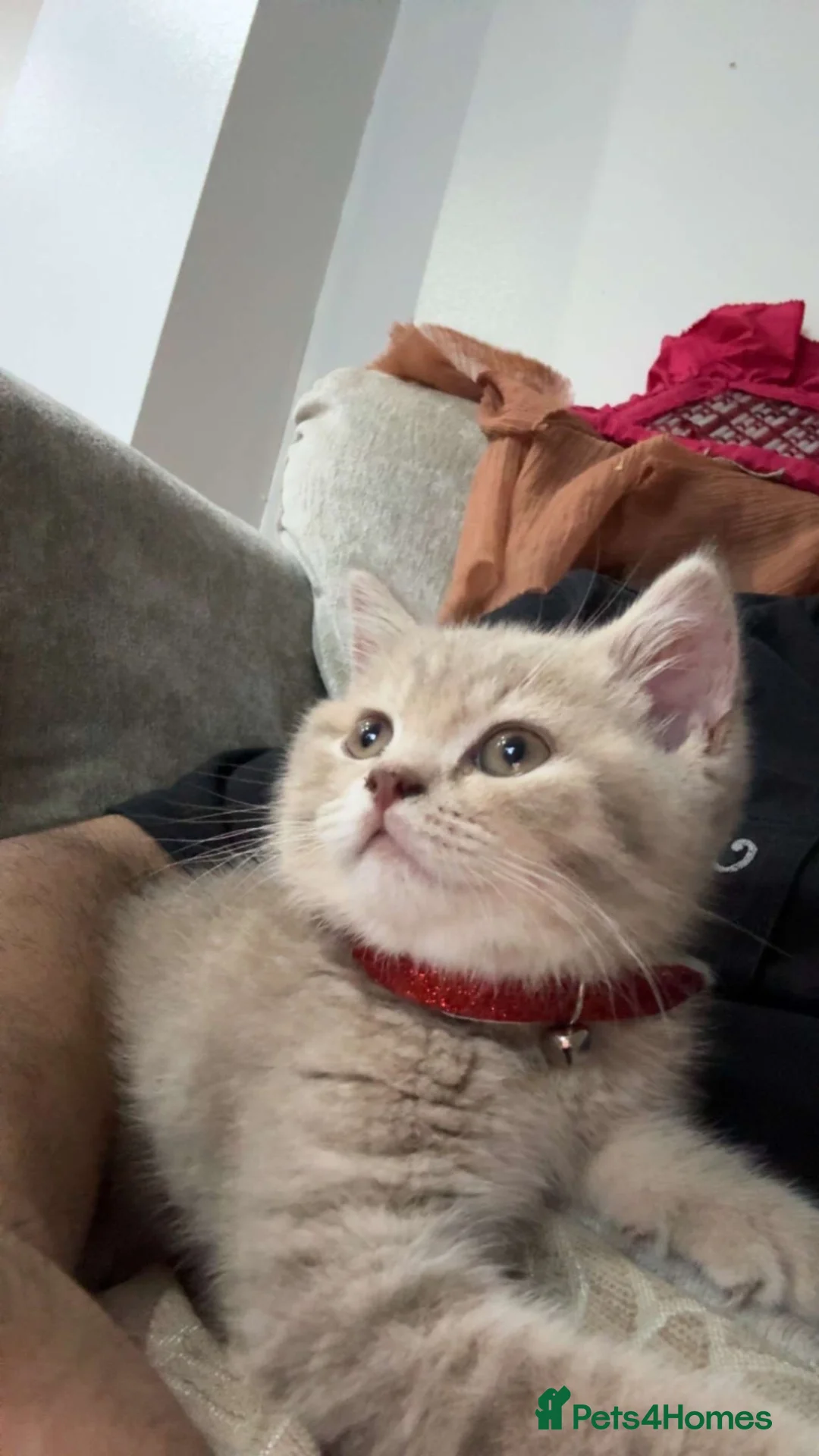 British Shorthair cats for sale: British short hair kitten  in Leeds - Advert 2