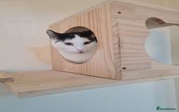 Domestic Shorthair cats for sale: female black and white - Image 1