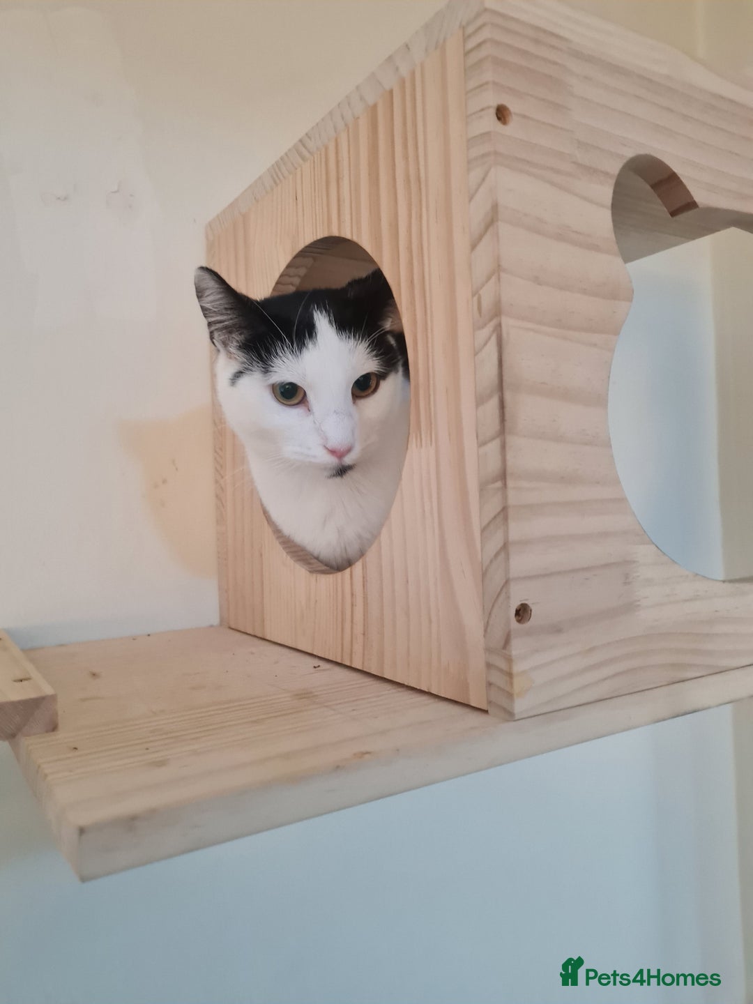 Domestic Shorthair cats for sale: female black and white - Image 1